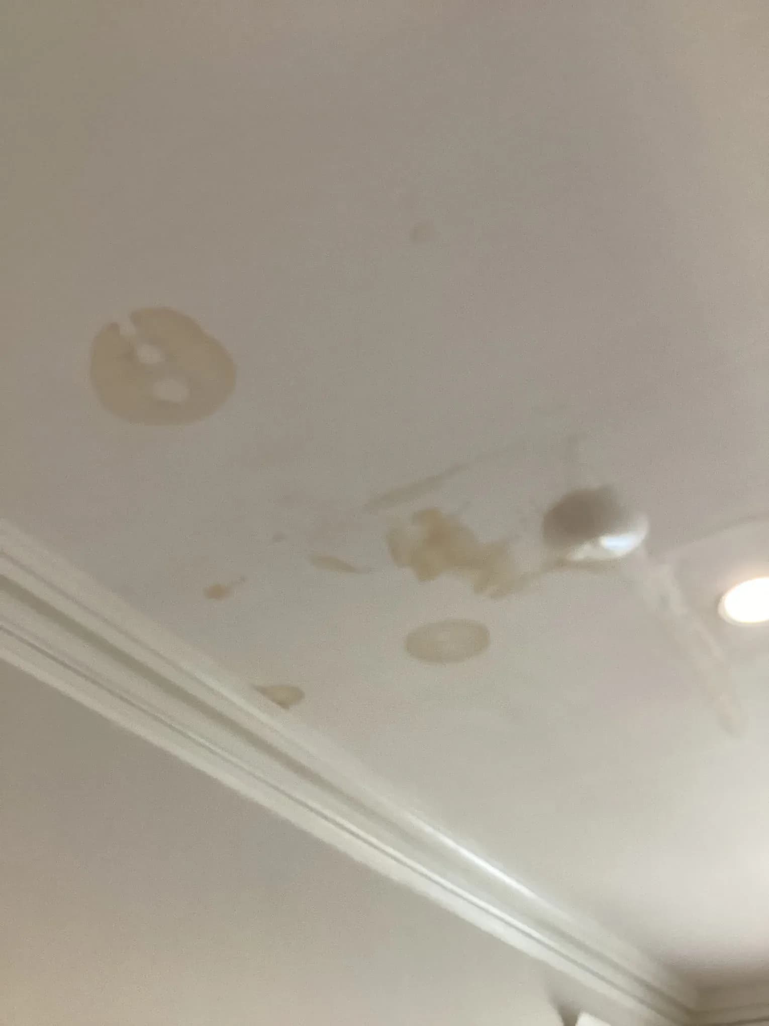 Ceiling with concentric brown staining rings spreading out from a slow leak above