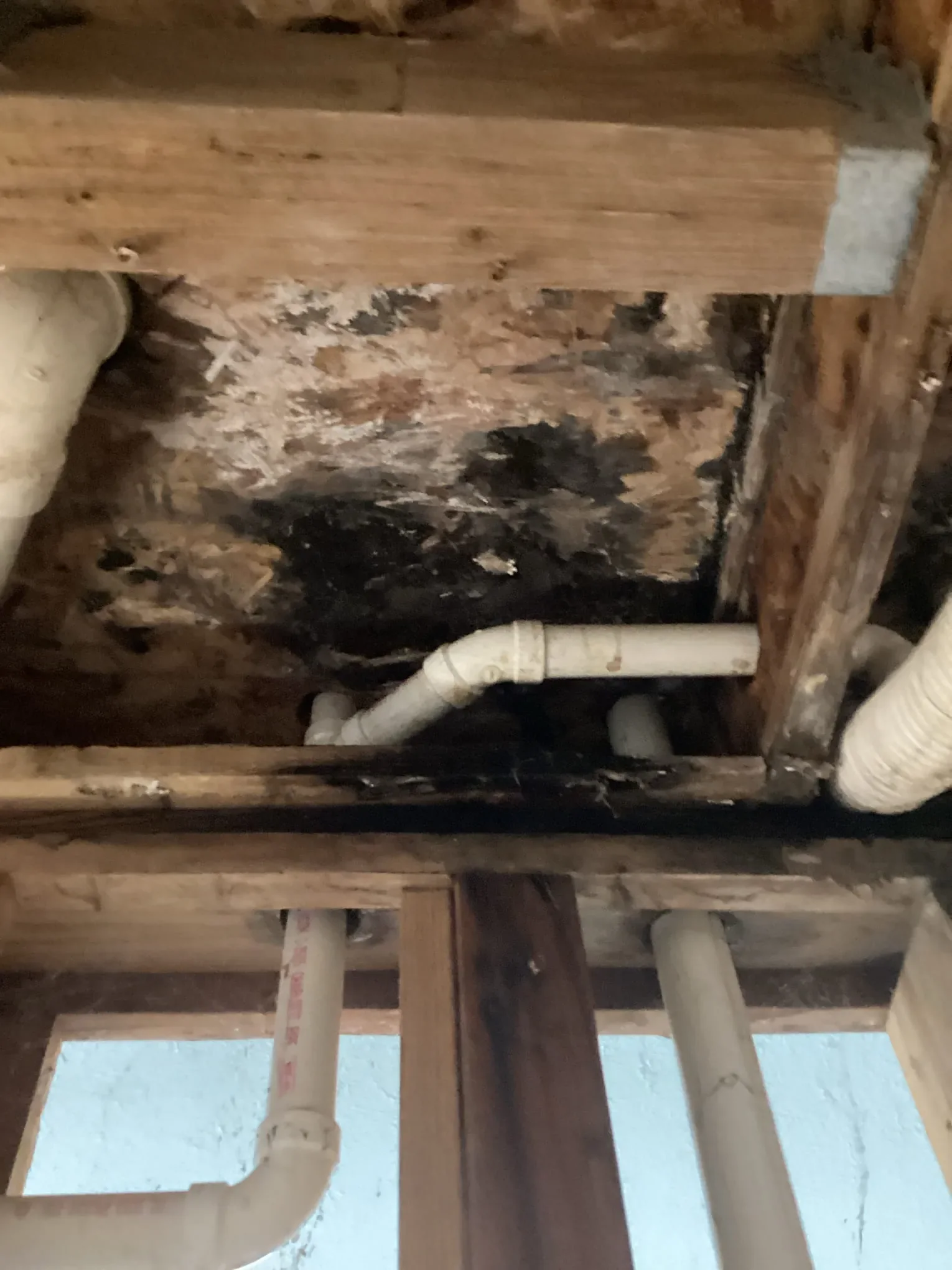 Heavy dark mold growth across floor framing and subfloor in a crawlspace, with plumbing runs alongside
