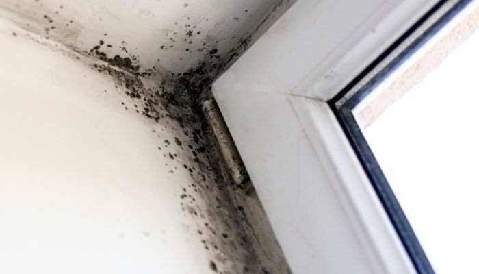 home mold - Eminence mold removal