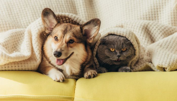 cat and dog under the blanket - carrollton odor removal