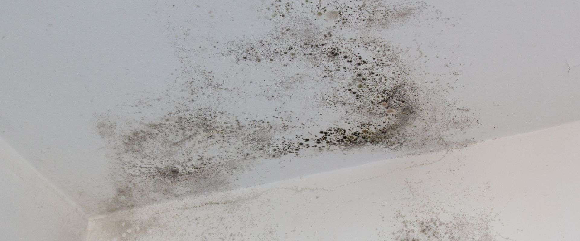 Frankfort & Greater Lexington Ceiling Mold - disaster clean up