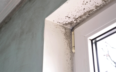 How Mold Inspection in Harrodsburg Can Help Protect Your Property Value