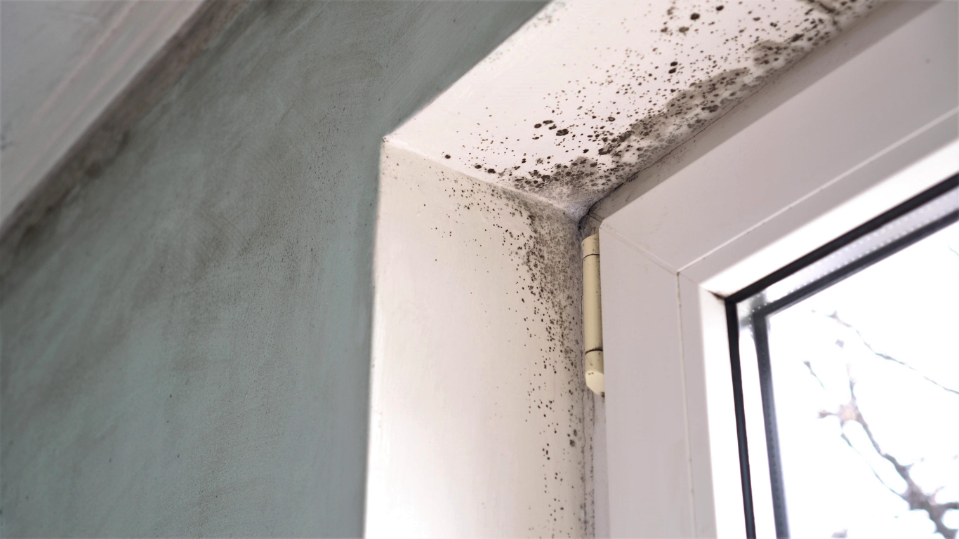 How Mold Inspection in Harrodsburg Can Help Protect Your Property Value mold inspection harrodsburg